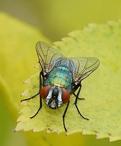 Réf. 290 869 : Lucilia sericata